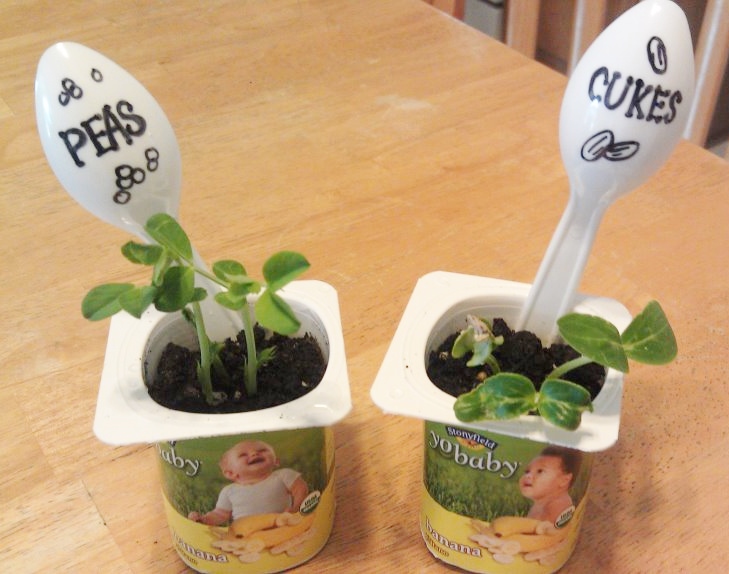 Easy Yogurt Cup Planters seed starters are a fun way to upcycle and start your garden for growing plants | gardening | planters | seed starters | garden starter | upcycling for garden | garden markers | upcycled yogurt cups | green living