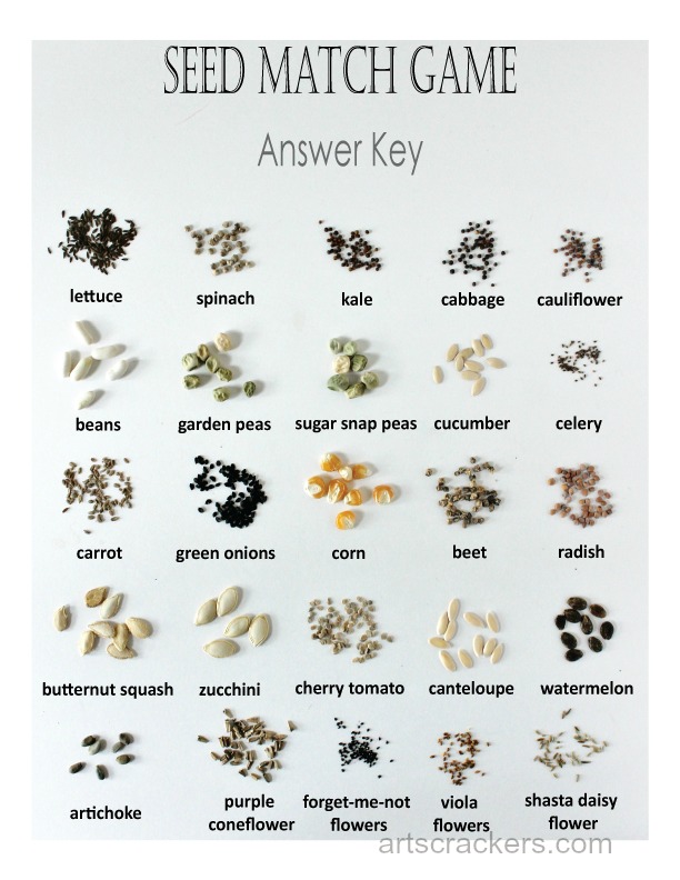 Seed-Match-Game-Answer-Key